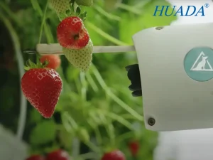 尼龙扎带在戴森垂直农场中用于固定草莓种植结构与设备部件