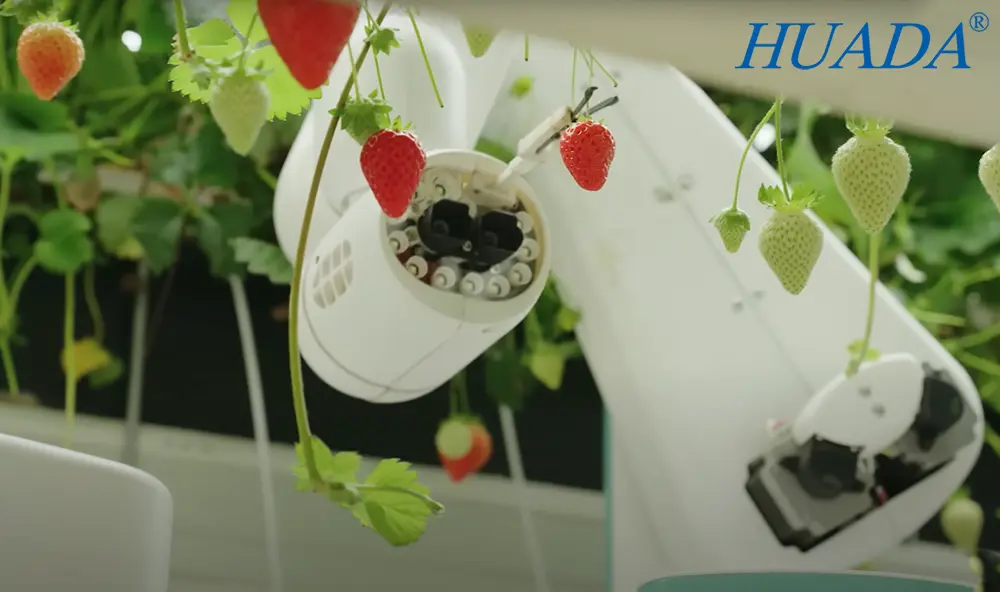 尼龙扎带在戴森垂直农场自动化草莓采摘机械臂系统中的应用环境