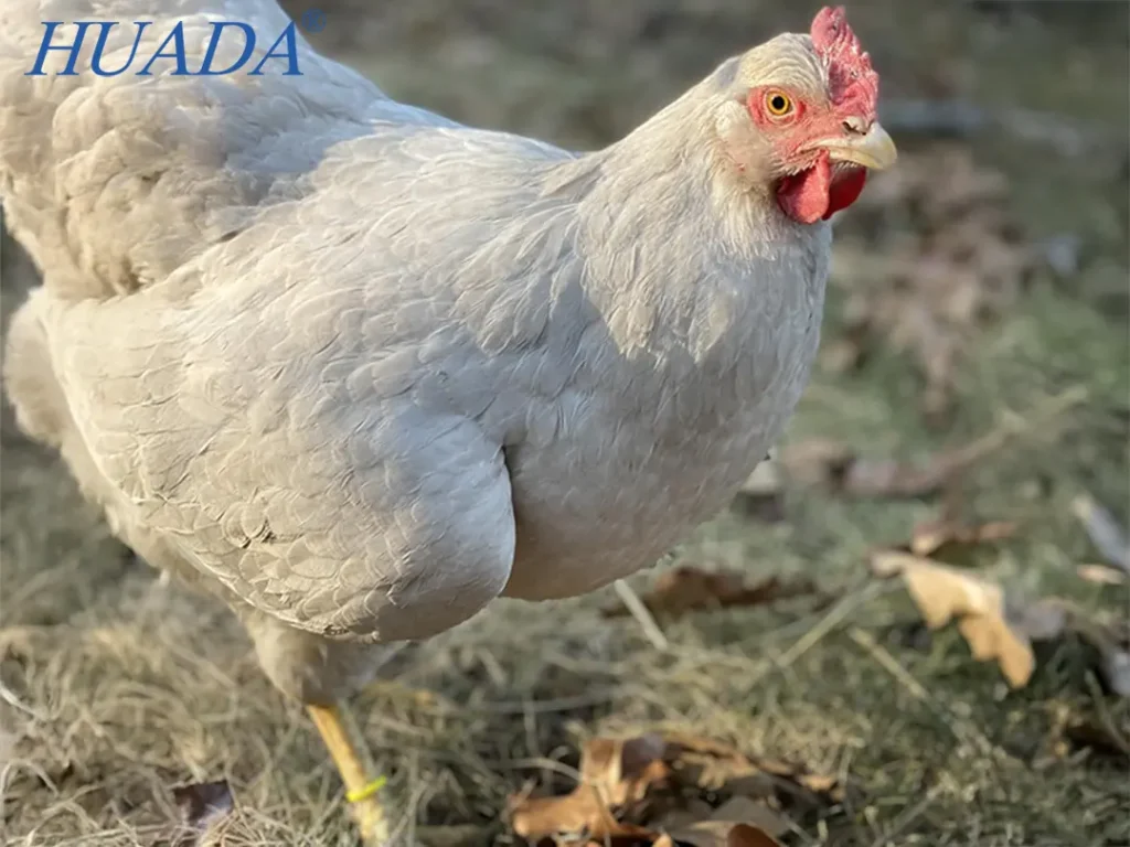 彩色尼龙扎带用于养殖标识